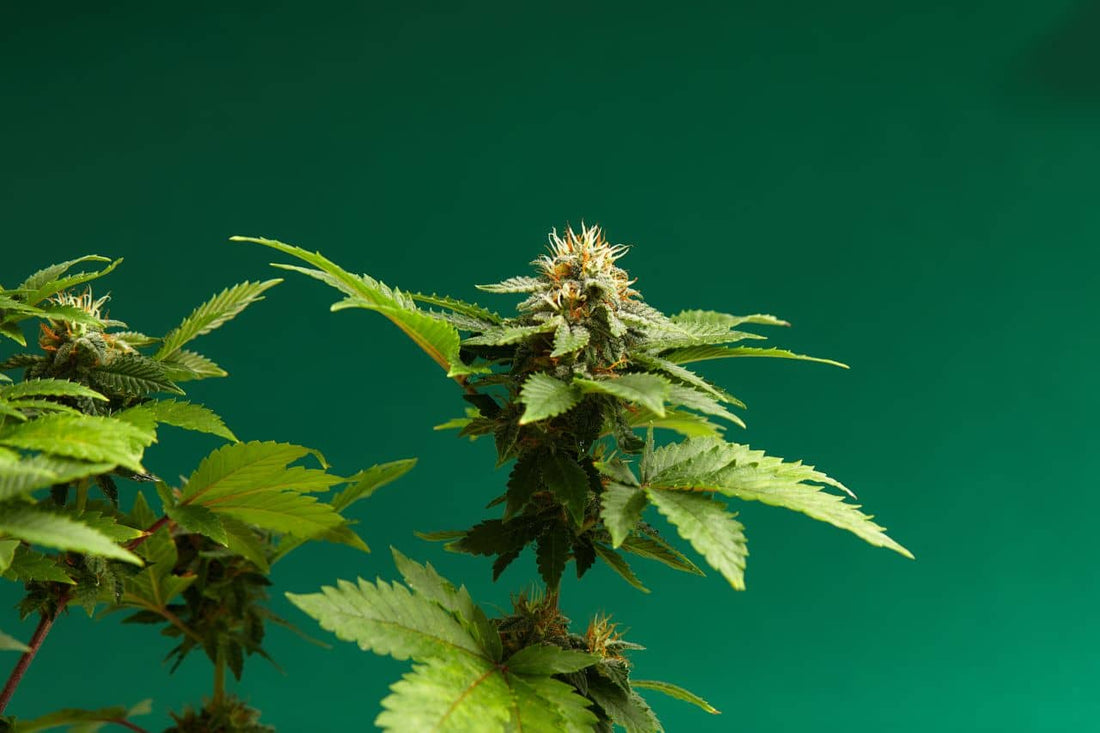 Растение канабис