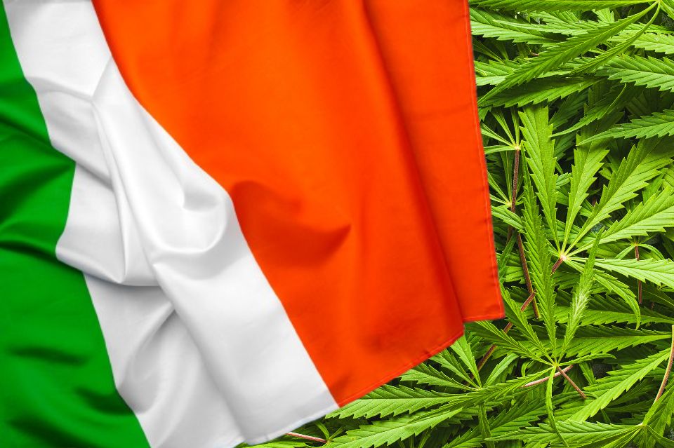 Италианско знаме с конопени листа на заден план