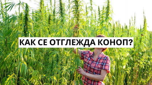 Как се отглежда коноп?