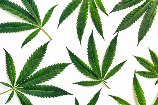 конопени листа