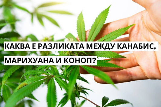 Каква е разликата между канабис, марихуана и коноп?