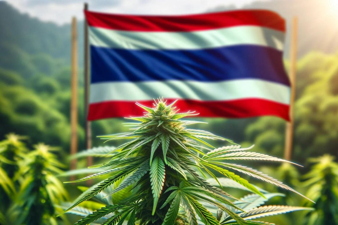 Знаме на Тайланд и растение канабис