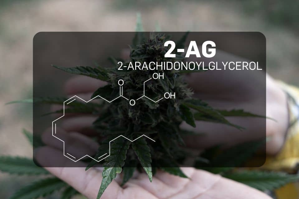 Химична структура на 2-арахидоноилглицерол (2-AG)