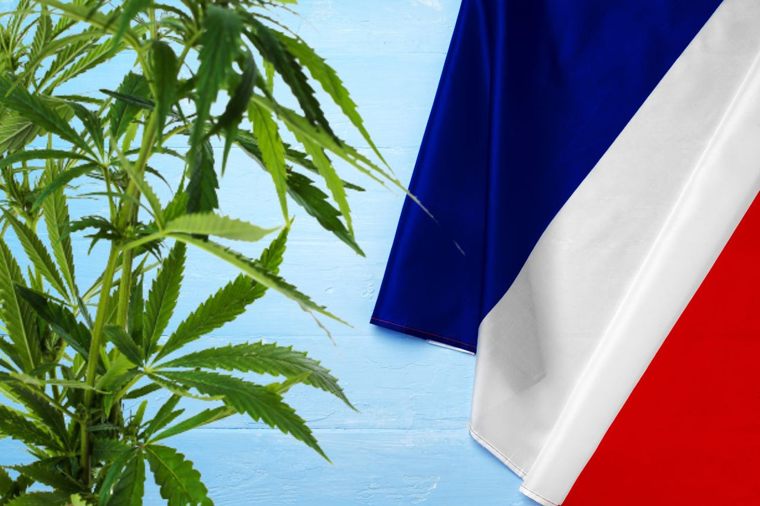 растението канабис и знамето на Франция