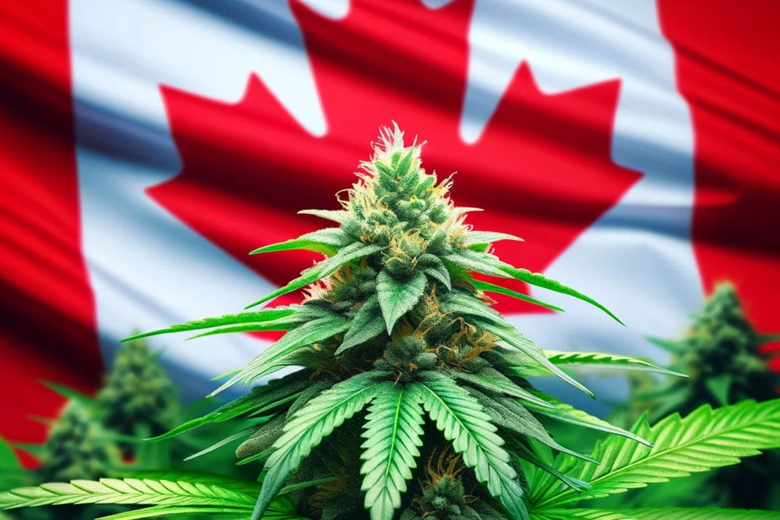 Растение канабис пред канадското знаме