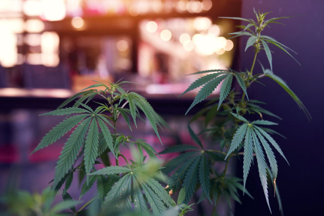 Растение канабис в Cannabis Cafe