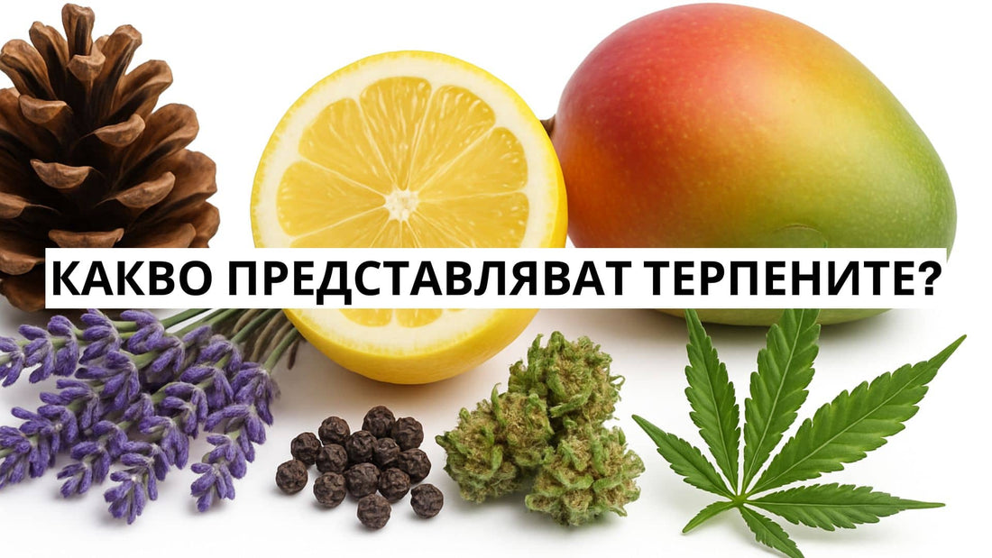 Какво представляват терпените?