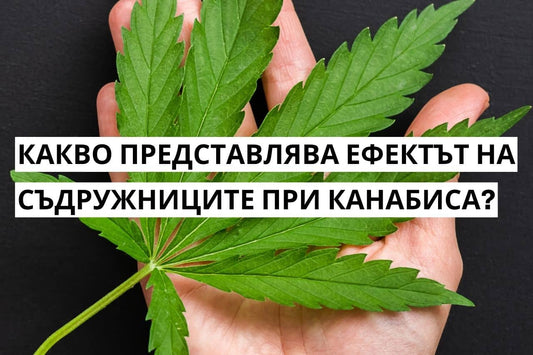 Какво представлява ефектът на съдружниците при канабиса?