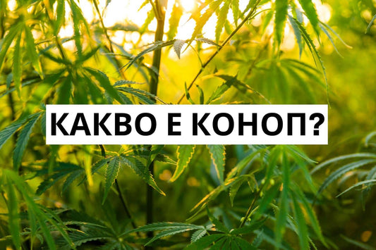 Какво е коноп?
