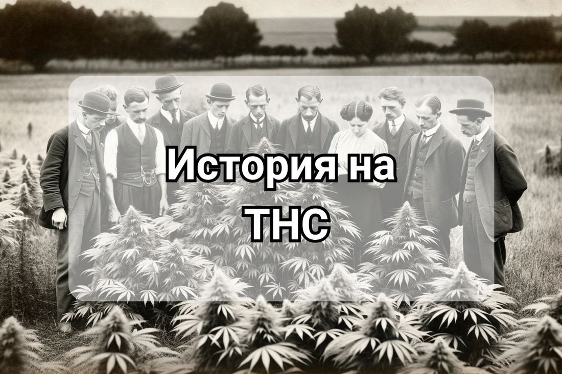 История на THC