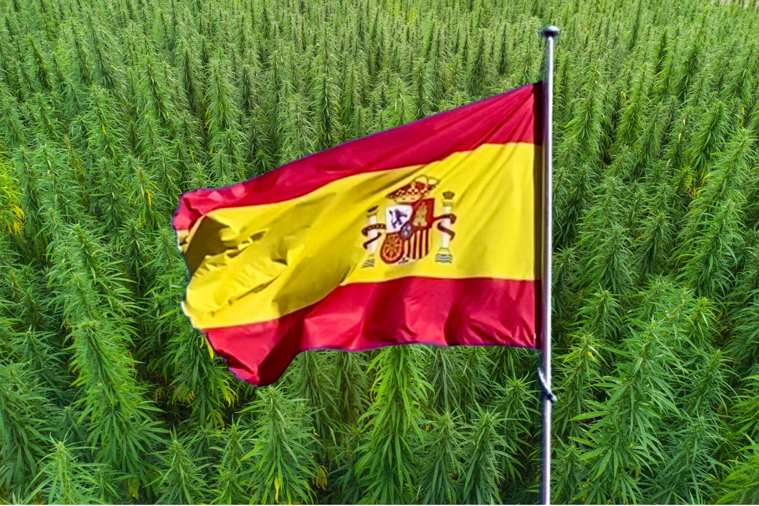 Знамето на Испания на фона на конопено поле
