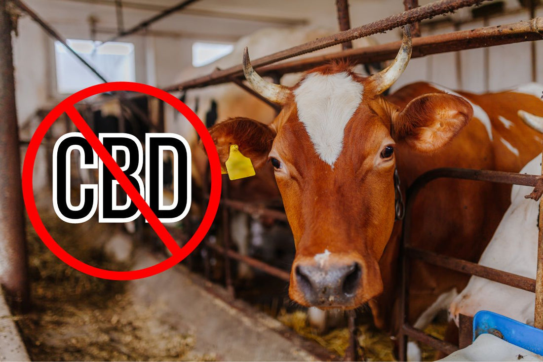  Забрана на знака CBD в млечна ферма