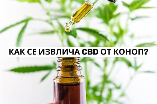 Как се извлича CBD от коноп?