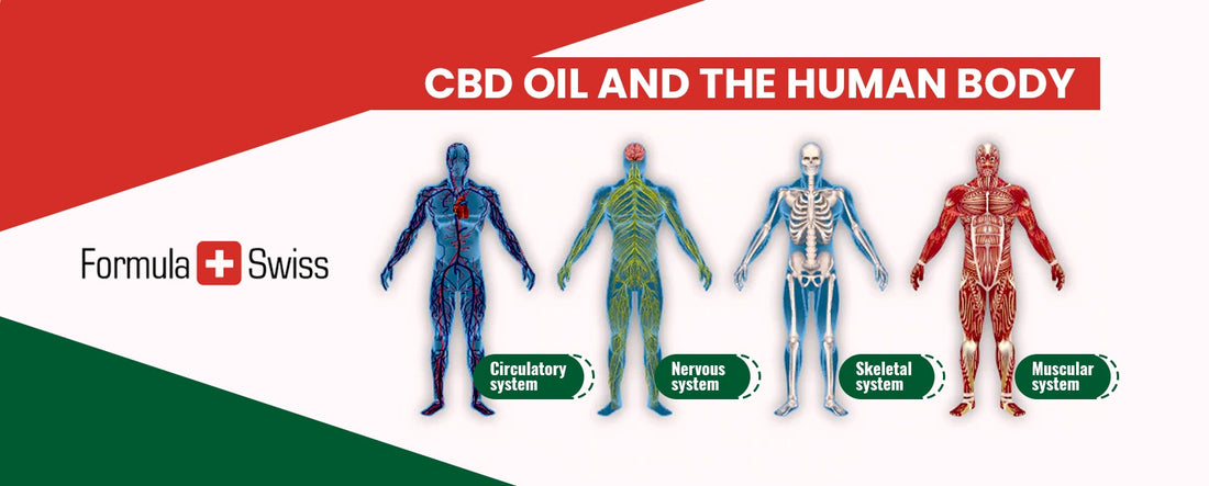 Как взаимодействат екстрактите от конопено масло (CBD oil) с човешкото тяло?
