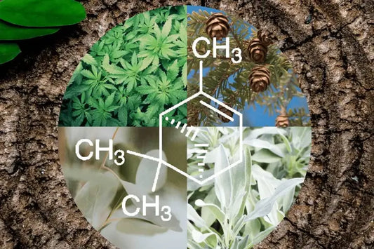 Pinene: Ръководство за терпените на канабиса