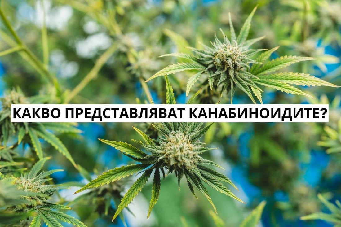 Какво представляват канабиноидите?