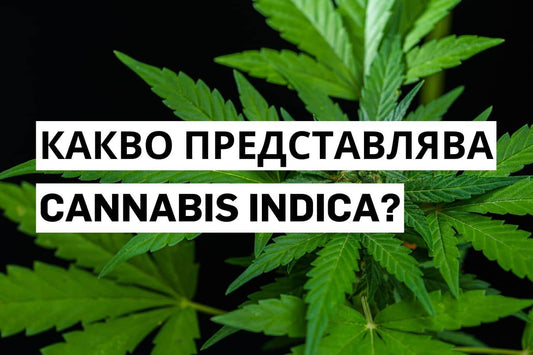 Какво представлява Cannabis indica?