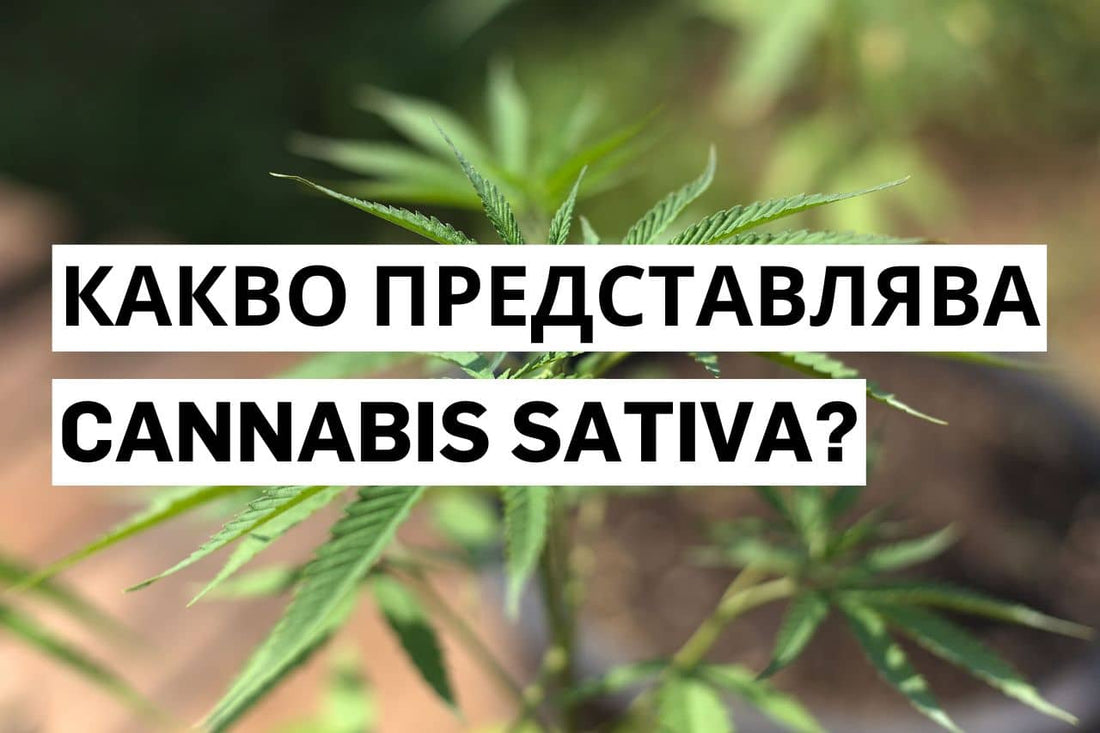 Какво представлява Cannabis sativa?
