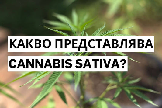 Какво представлява Cannabis sativa?