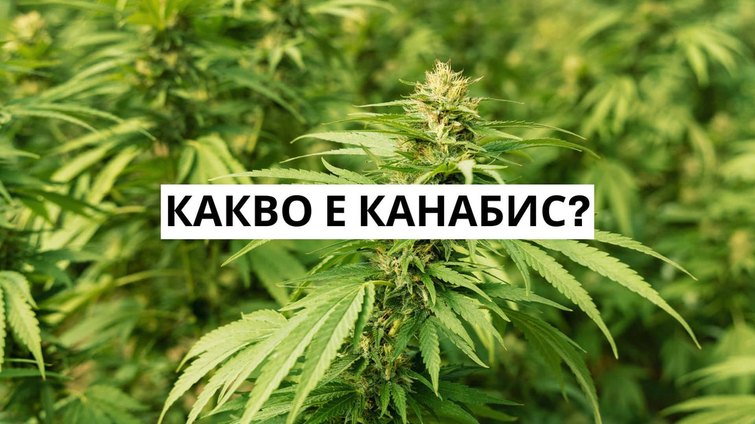 Какво е канабис?
