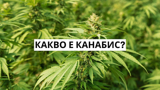 Какво е канабис?