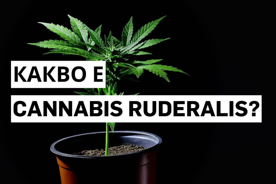 Какво е Cannabis ruderalis?