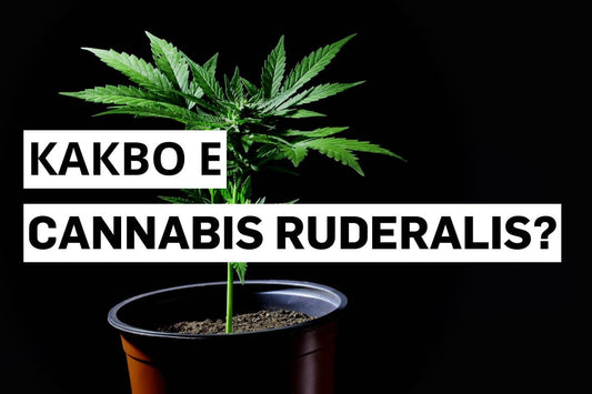 Какво е Cannabis ruderalis?