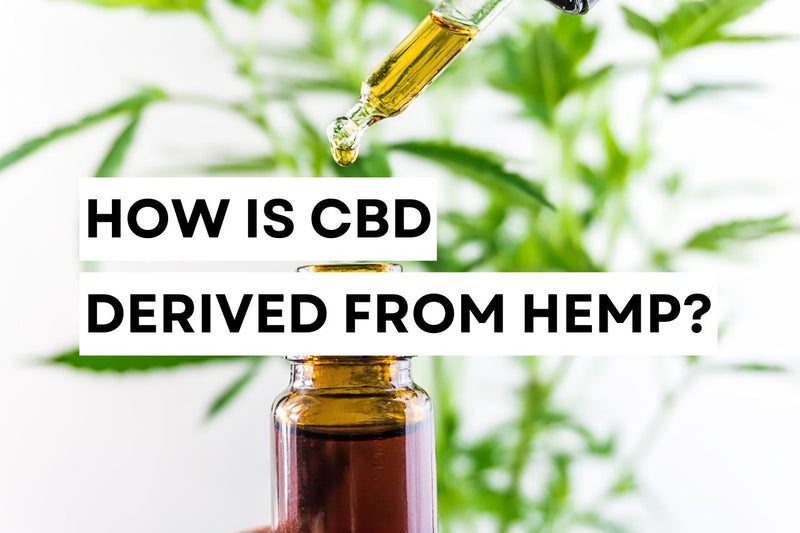Как се извлича CBD от коноп?
