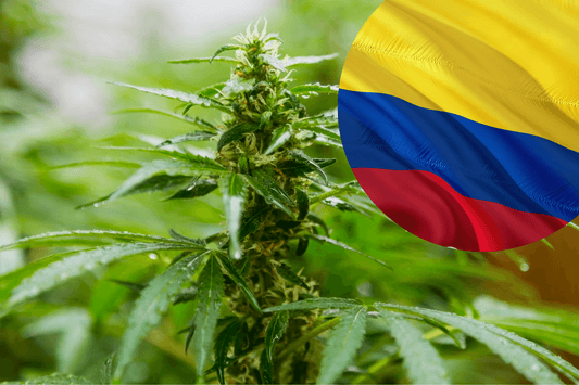 Регламенти за износ на канабис в Колумбия