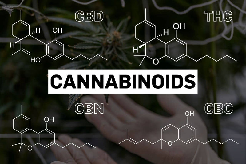 Химични структури на няколко канабиноида, включително CBD, THC, CBN и CBC.