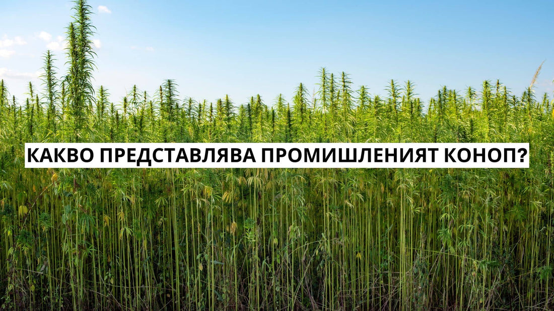 Какво представлява промишленият коноп?
