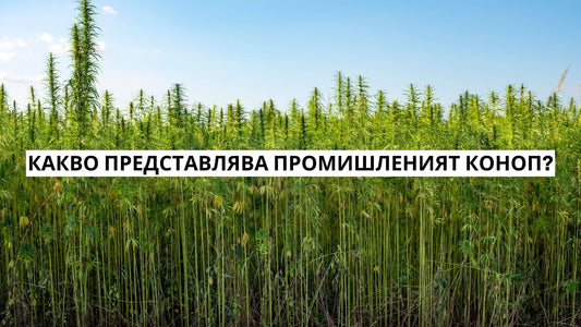 Какво представлява промишленият коноп?