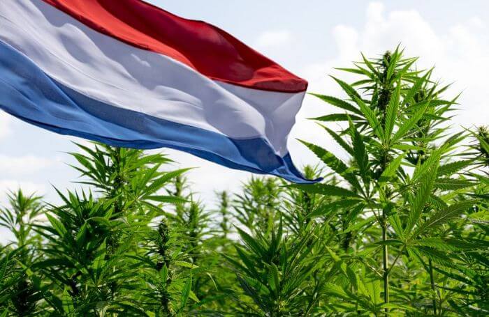 Холандското знаме в полето с канабис