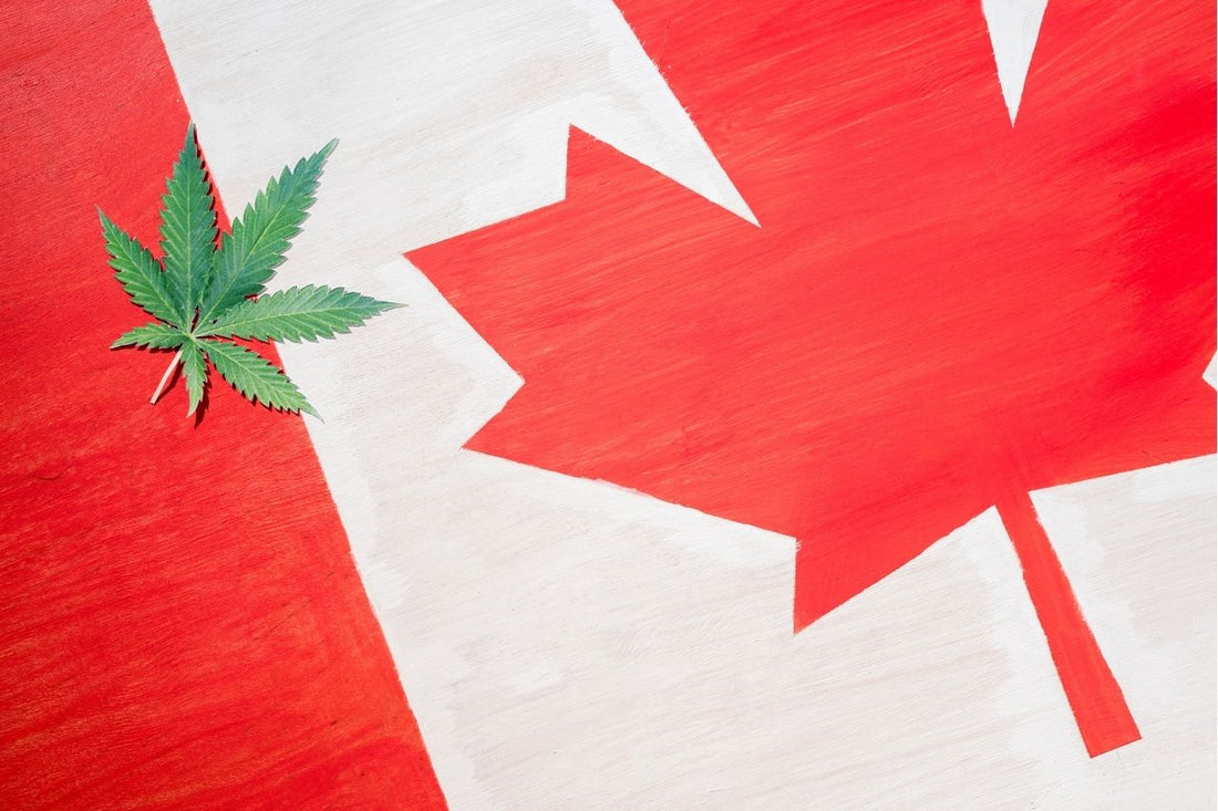 Лист от канабис върху канадското знаме