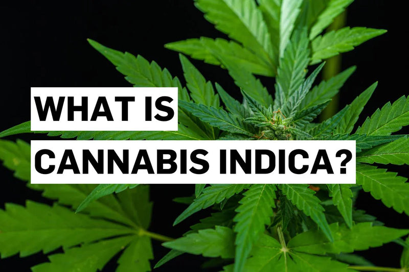 Какво е Cannabis indica?