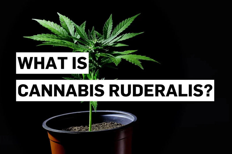 Какво е Cannabis ruderalis?