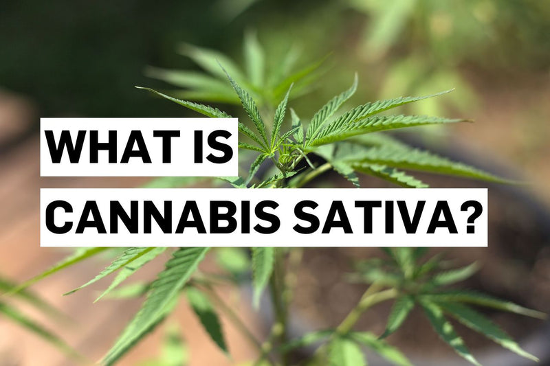 Какво е Cannabis sativa?
