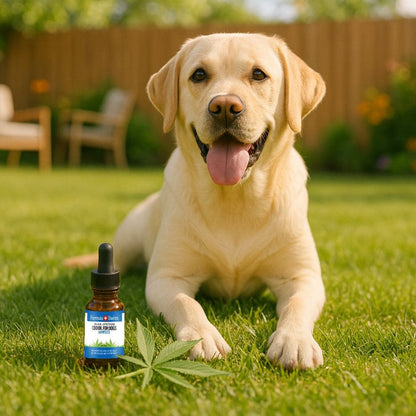 CBD масло в масло от конопено семе за кучета